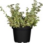 Kriechspindel 'Harlequin' im Topf, weißbunte Blätter, ca. 5-10 cm hoch.