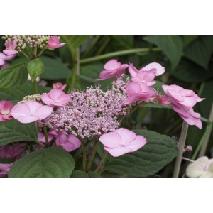 Rosa Hydrangea Serrata Hortensie, eine blühende Zimmerpflanze mit zarten Blüten und grünen Blättern.