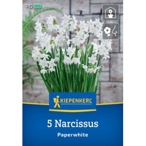 Kiepenkerl Zimmer-Narzisse Paperwhite, 5 Stück. Blumenzwiebeln mit weißen Blüten und grünen Stielen.