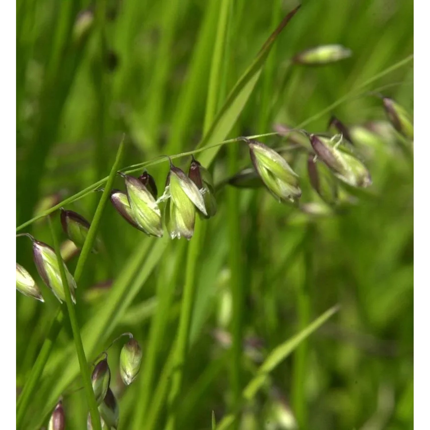 Nickendes Perlgras - Melica nutans