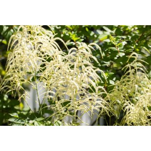 Prachtspiere 'Van der Wielen' mit weißen Blüten im 9x9 cm Topf.