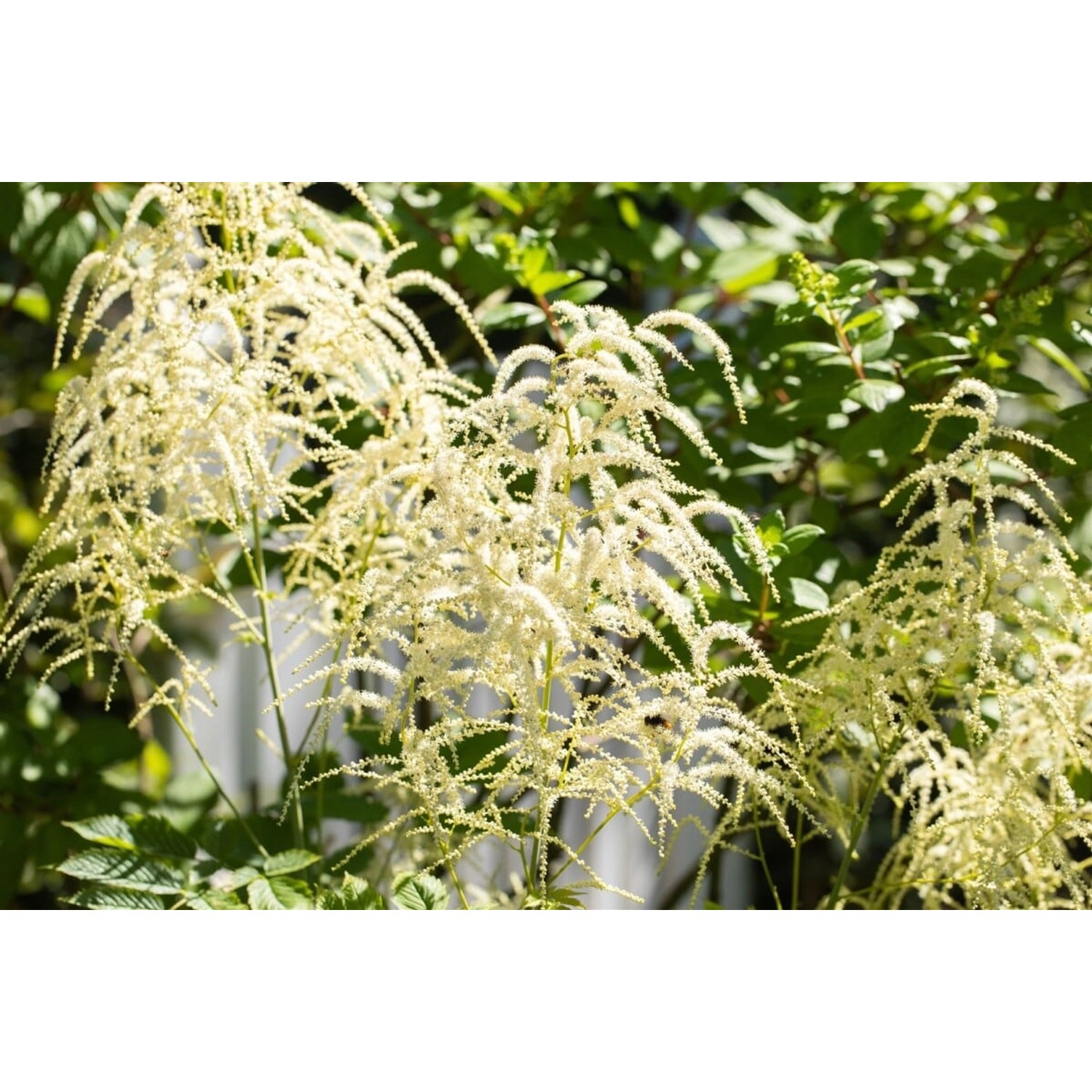 Astilbe Thunbergii Van Der Wielen Prachtspiere Ca. 9x9 cm Topf günstig online kaufen