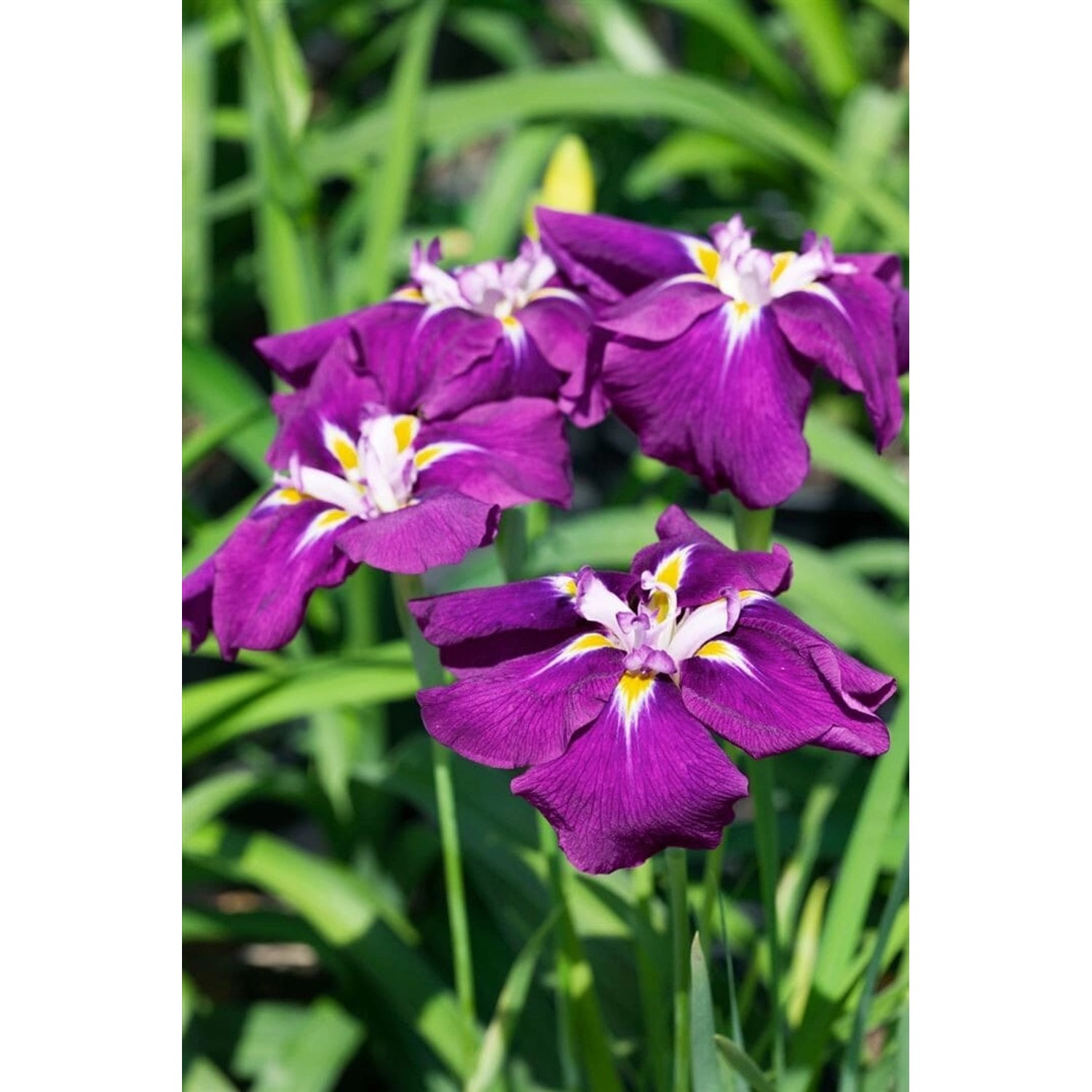 Iris Ensata Schwertlilie Ca. 11x11 cm Topf günstig online kaufen