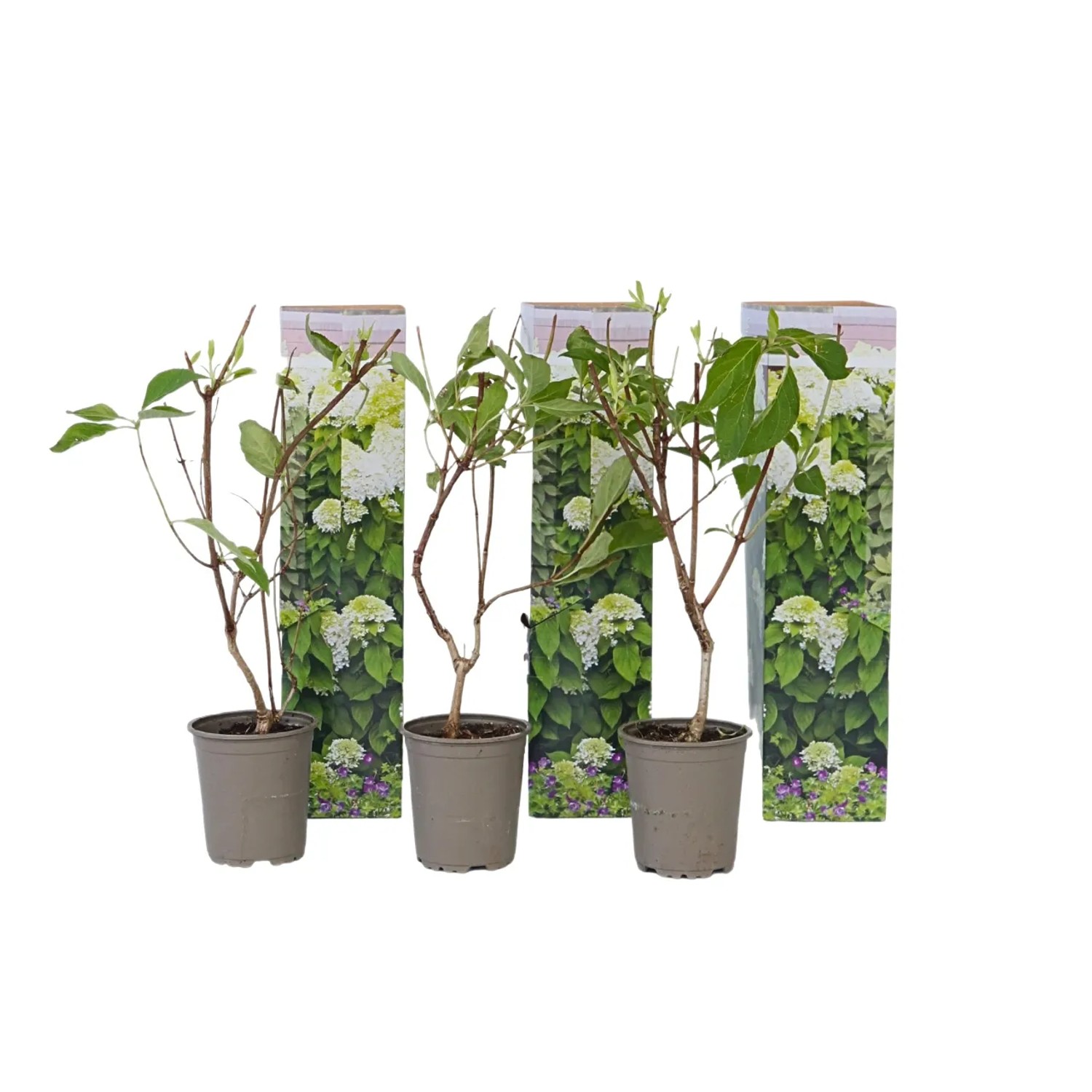 Plant In A Box Hortensien X3 Hydrangea 'Silver Dollar' Höhe 25cm Ø9 Weiß