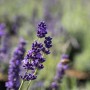 Nahaufnahme von blühendem Lavendel 'Felice' mit lila Blüten.