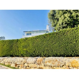 Smaragd Lebensbaum Hecke im Garten, Thuja Smaragd als dichter, grüner Sichtschutz.