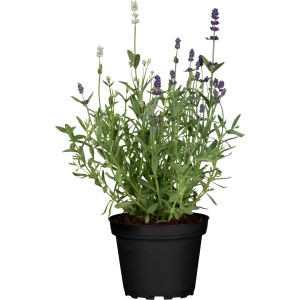 GROW by OBI Lavendel Duo Blue White im Topf, ca. 10-20 cm hoch.