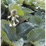 Grünblattfunkie Big Daddy - Hosta sieboldiana_2