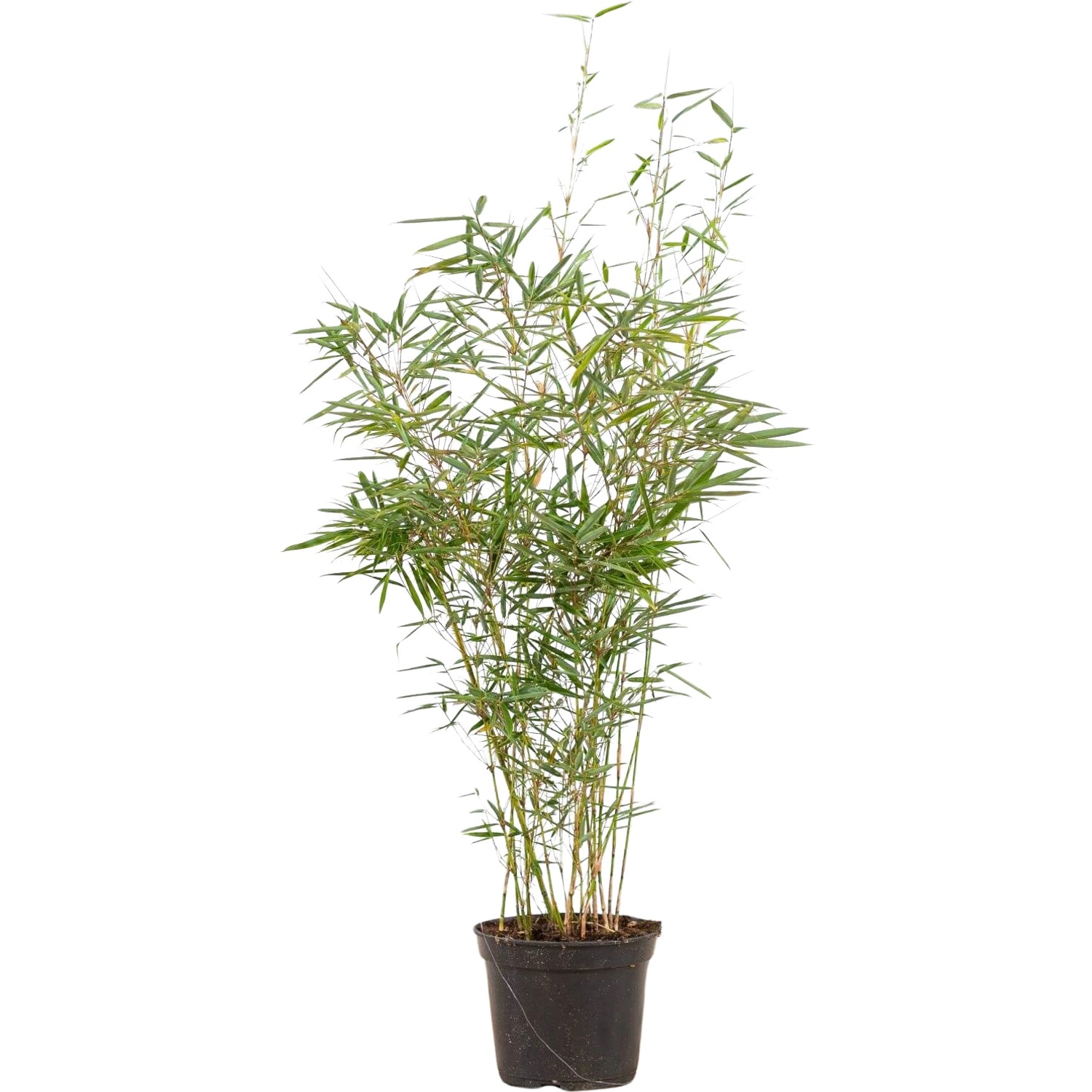 Gartenbambus Campbell Set à 20 Stück Höhe ca. 80 - 100 cm Fargesia robusta