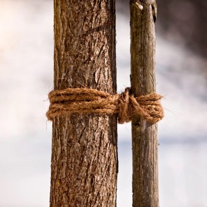 Baum fixiert mit Windhager Kokos-Baumanbinder, Naturfaser-Schnur für Garten und Hochbeet-Zubehör.