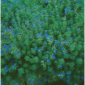 Kompakter, blühender Ehrenpreis (Veronica Armena) als Bodendecker im 9x9 cm Topf.