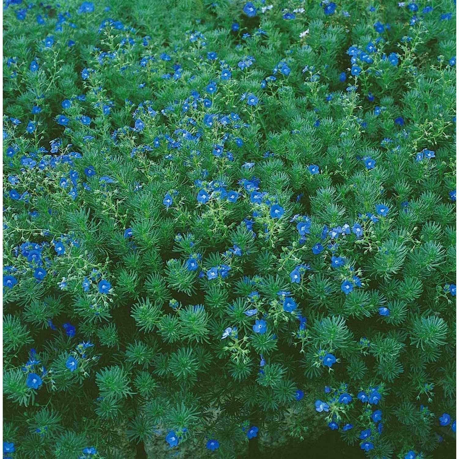 Veronica Armena Ehrenpreis Ca. 9x9 cm Topf Kompakt günstig online kaufen