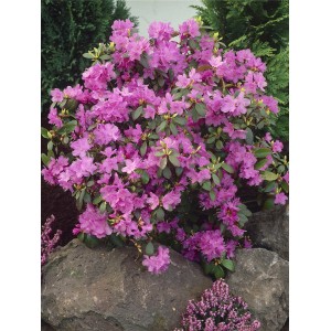 Blühende, lila OBI Alpenrose P.J. Mezitt Rhododendron im Garten.