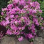Blühende, lila OBI Alpenrose P.J. Mezitt Rhododendron im Garten.