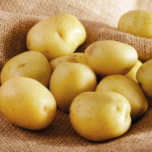 Pflanzkartoffel Melody 10 Stück