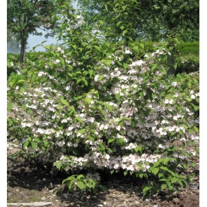 Rosa Pyramiden Schneeball 'Molly Schroeder' (Viburnum plicatum) mit weißen Blüten im Garten.