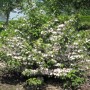 Rosa Pyramiden Schneeball 'Molly Schroeder' (Viburnum plicatum) mit weißen Blüten im Garten.