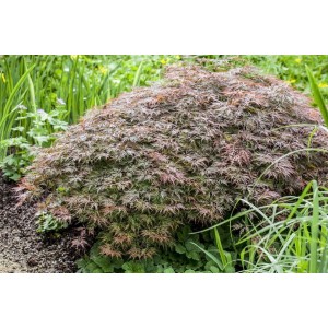 Rotlaubiger Acer Palmatum Dissectum Garnet Japanischer Ahorn, 80 cm Stammhöhe im Garten.