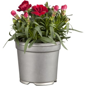 GROW by OBI Nelke Dianthus car., rote Blüten im Topf.