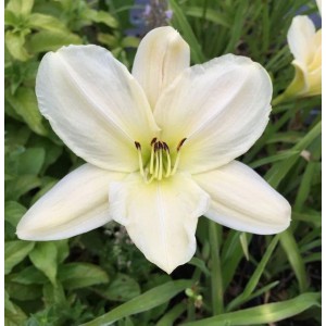 Nahaufnahme der weißen Taglilie 'Dads Best White', eine elegante Staude für sonnige Standorte.