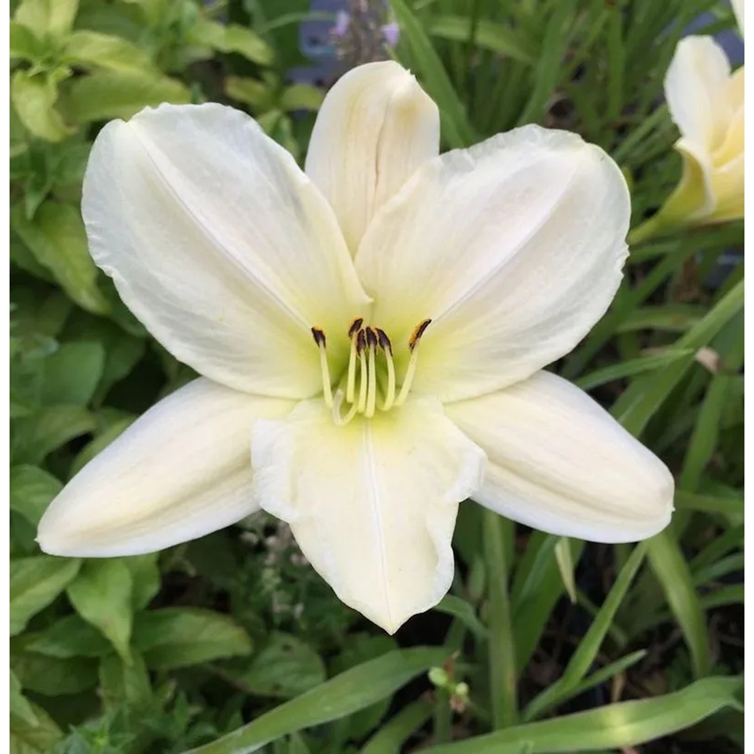 Taglilie Dads Best White - Hemerocallis cultorum