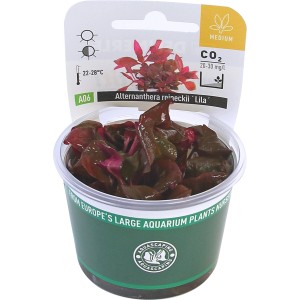 Dennerle Aquariumpflanze Alternanthera Reineckii Lila im Topf, rote Wasserpflanze.