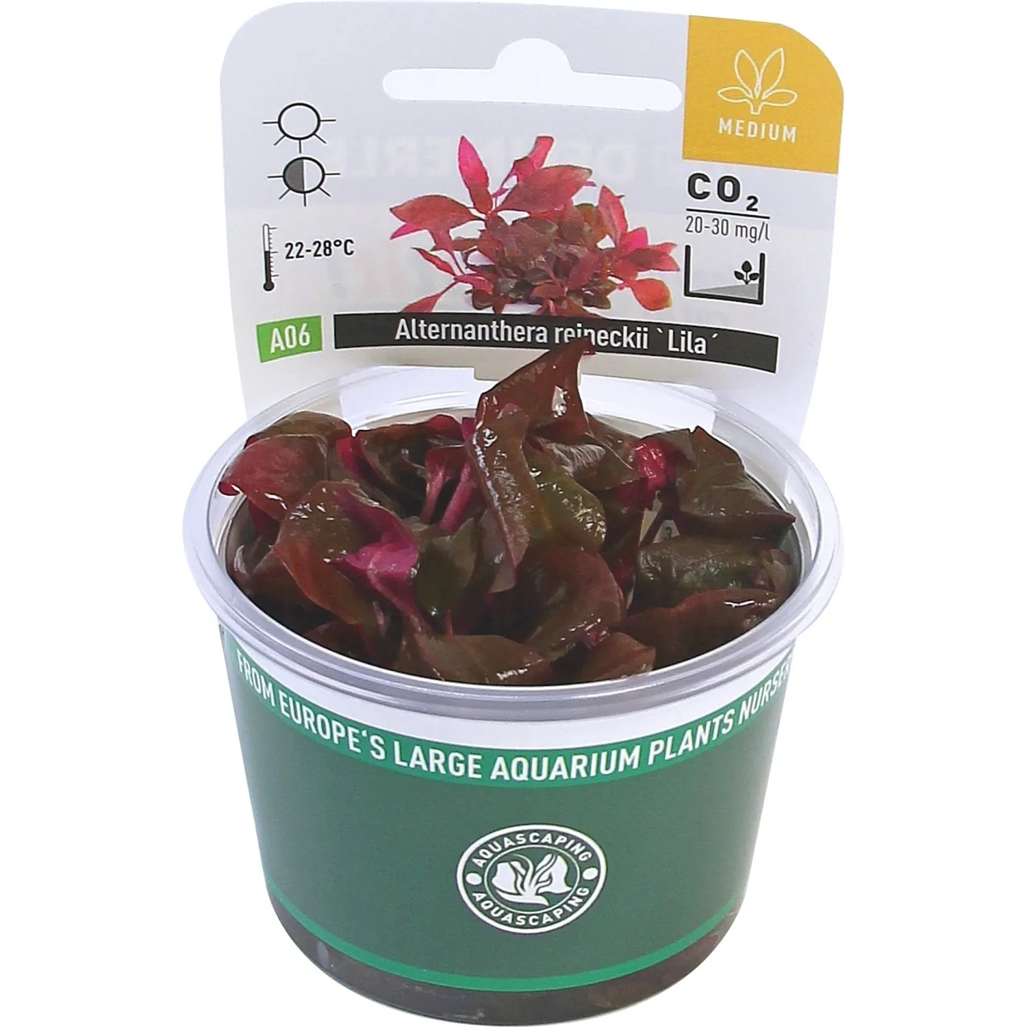 Dennerle Aquariumpflanze Alternanthera Reineckii Lila im Topf, rote Wasserpflanze.