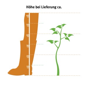 Illustration der Lieferhöhe der Anthurie Orange (Flamingoblume), Topf ca. 12cm.