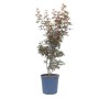 GROW by OBI Ahorn 'Skeeters Broom' im Topf, ca. 80cm hoch, mit rot-grünem Laub.