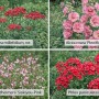 Farbset Rosa und Rot: 12 Stauden im 9 cm Topf, u.a. Schafgarbe, Stockrose, Gaura und Phlox.