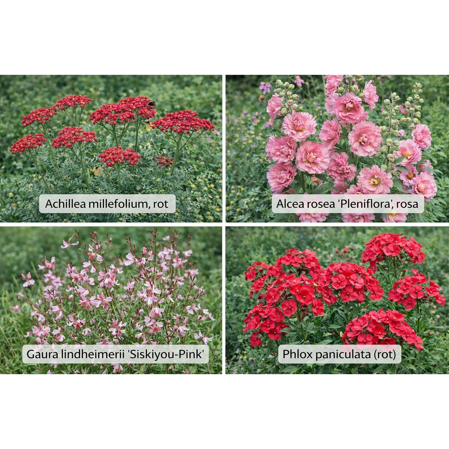 Farbset Rosa und Rot Set à 12 Stück Topf ca. 9 cm