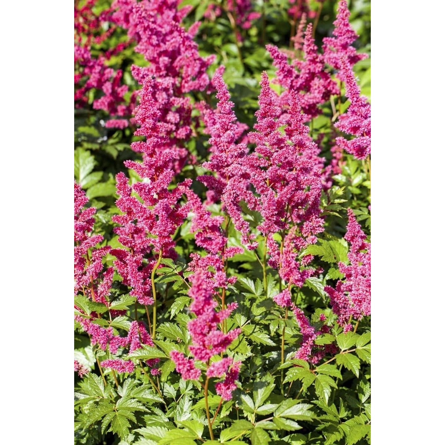 Astilbe Japonica Mainz Prachtspiere Ca. 9x9 cm Topf günstig online kaufen