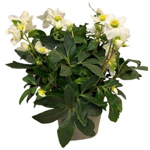 Christrose 'Wintergold' im Topf, weiße Blüten mit gelber Mitte und grünen Blättern.