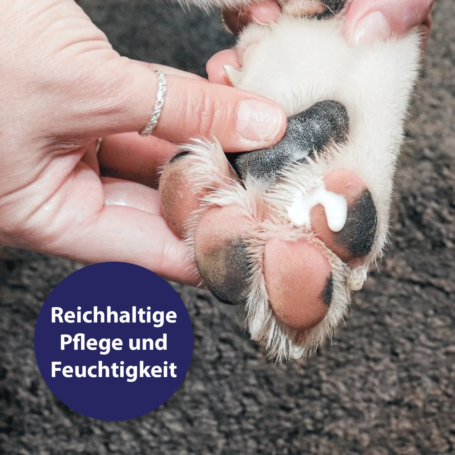 Anwendung der Canosept Pfotenpflege auf Hundepfote. Pflegt und schützt vor Austrocknung.