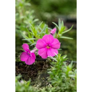 Leuchtend roter Teppichphlox (Phlox douglasii Red Admiral) im 9x9 cm Topf.