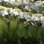 Detailaufnahme des blühenden Etagen-Schneeballs 'Mariesii' mit weißen Blüten und grünen Blättern.
