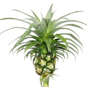 Exotenherz Ananas Champaca, grüne Zierananas als Zimmerpflanze im Topf.