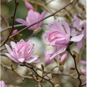 Blühende Sternmagnolie 'Georg Henry Kern' (Hochstamm) mit zarten, rosa Blüten.