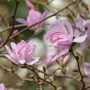 Blühende Sternmagnolie 'Georg Henry Kern' (Hochstamm) mit zarten, rosa Blüten.