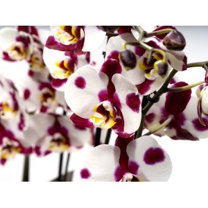 Detailaufnahme einer Schmetterlingsorchidee 'Polka Dots' mit weißen Blüten und violetten Tupfen.