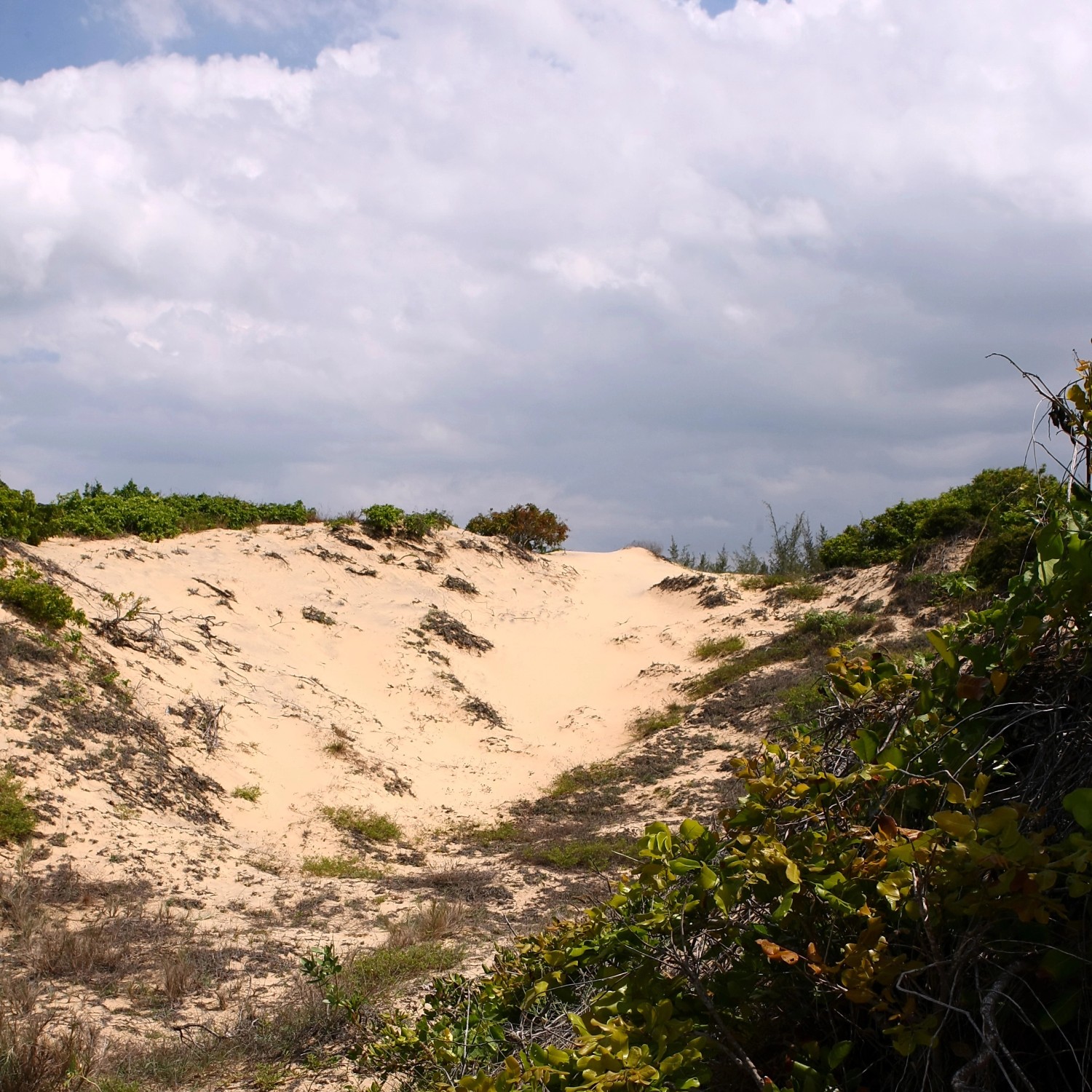 Foto von JBL TerraSand Natur-Gelb, geeignet als Bodengrund für Wüstenterrarien.
