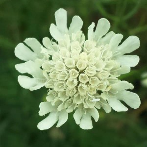 Nahaufnahme der Skabiose 'Moon Dance' mit zartgelben Blüten, eine attraktive Schmetterlingspflanze.