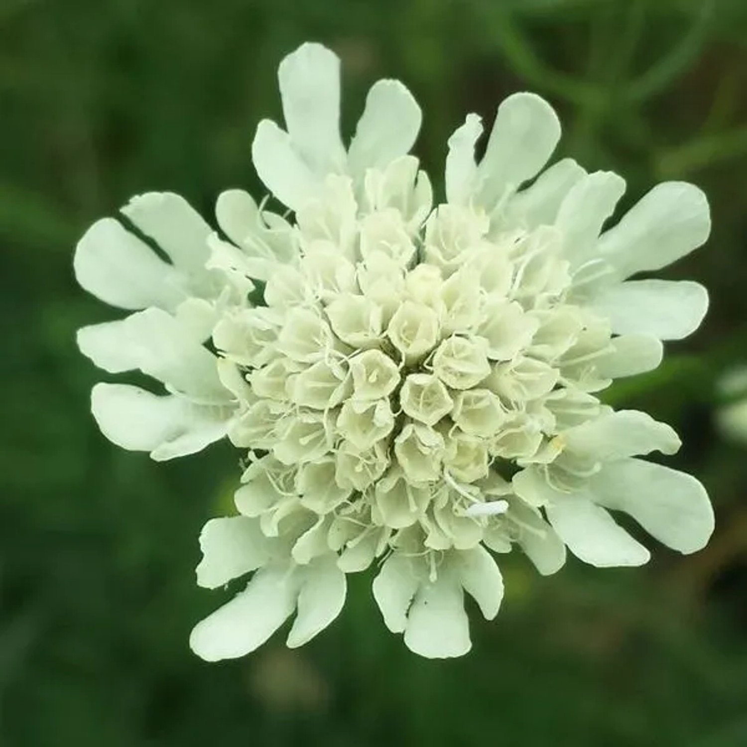 6 x Skabiose 'Moon Dance' Scabiosa ochroleuca Topf 9cm Schmetterlingspflanze