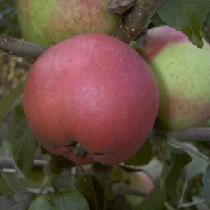 Nahaufnahme: Roter Berlepsch Apfel am Baum. Aromatische Sorte für den Hausgarten.