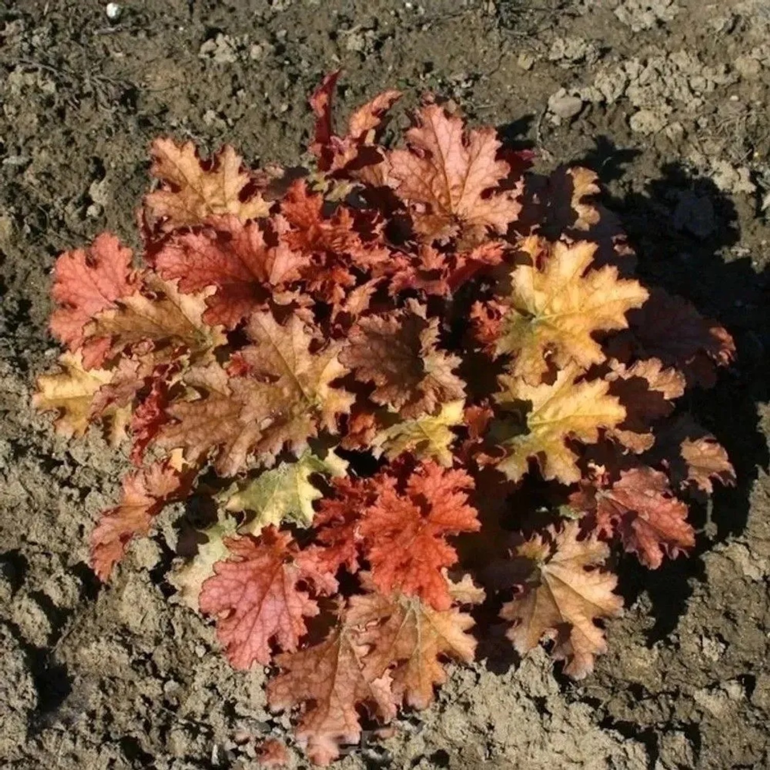 Purpurglöckchen Ginger Ale - Heuchera micrantha