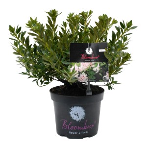 Rhododendron Bloombux Pink im Topf, ca. 10-20 cm hoch, ideal als Buchsbaum-Alternative.