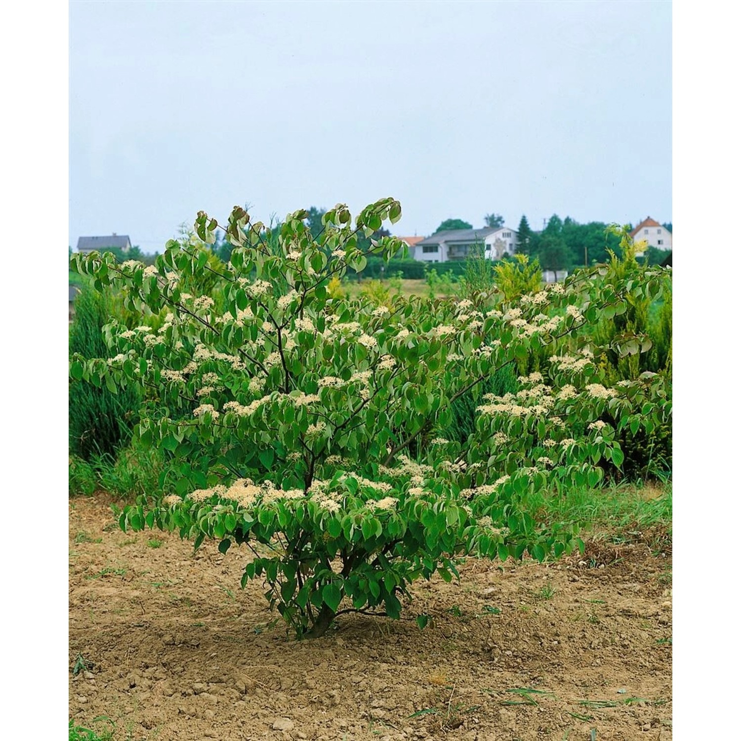 Cornus Controversa Green Carpet Etagen-Hartriegel 120 cm Stammhöhe günstig online kaufen