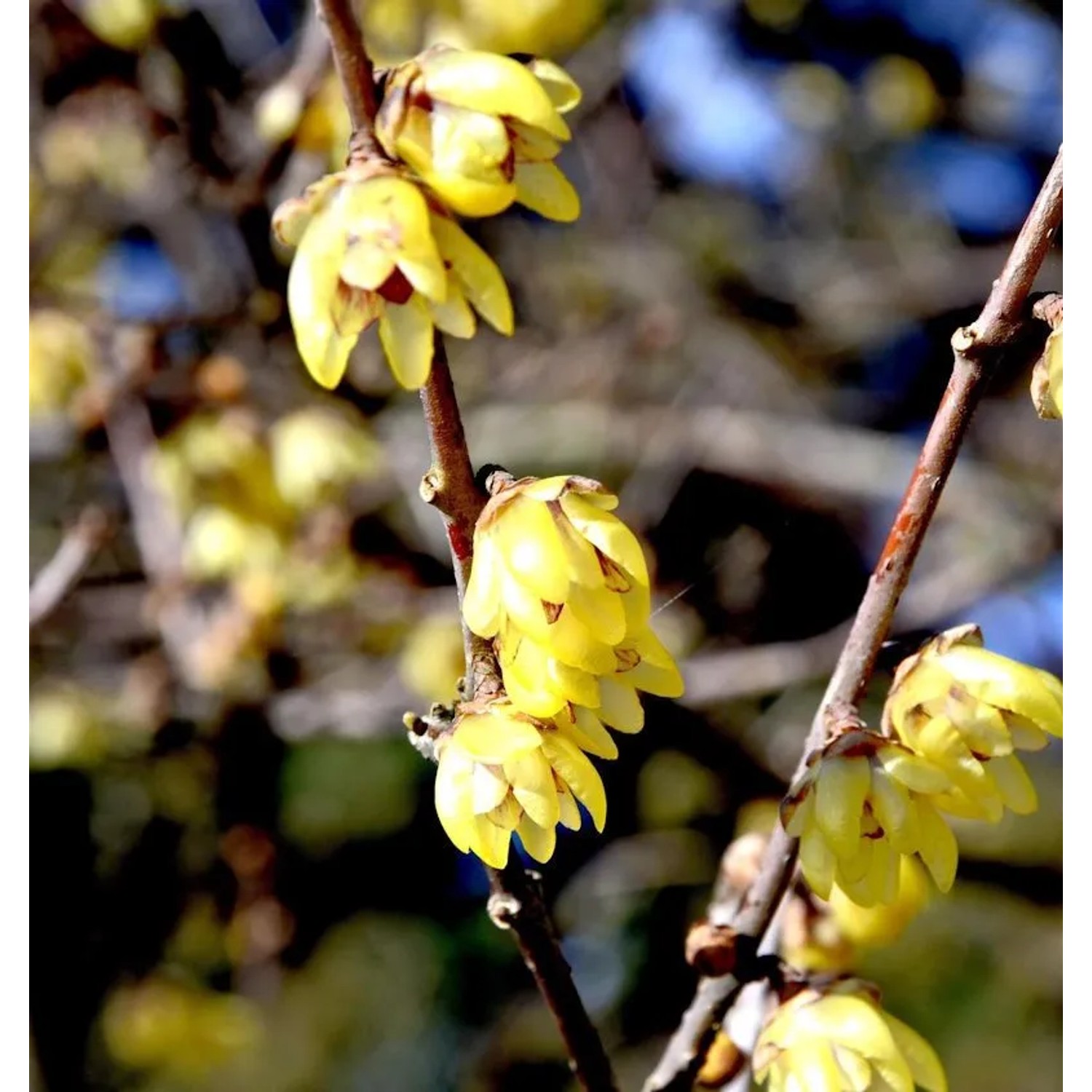 Chinesische Winterblüte 100-125cm - Chimonanthus praecox