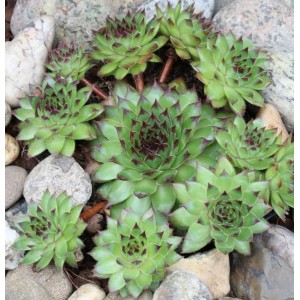 Hauswurz Mettenianum (Sempervivum tectorum) zwischen Steinen. Grüne Blätter mit dunklen Spitzen.