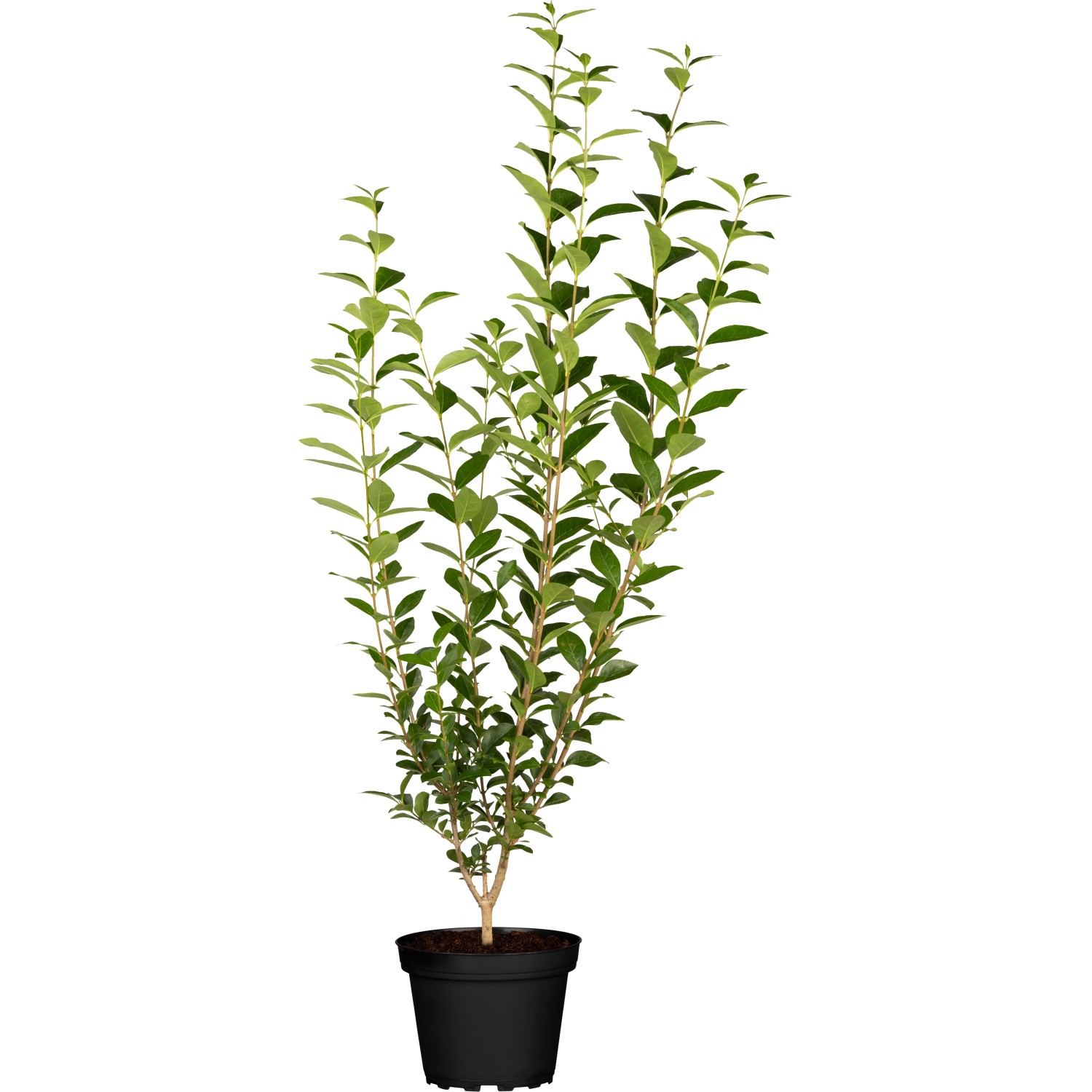 GROW by OBI Liguster Atrovirens Höhe ca. 100 - 125 cm Ligustrum vulgare